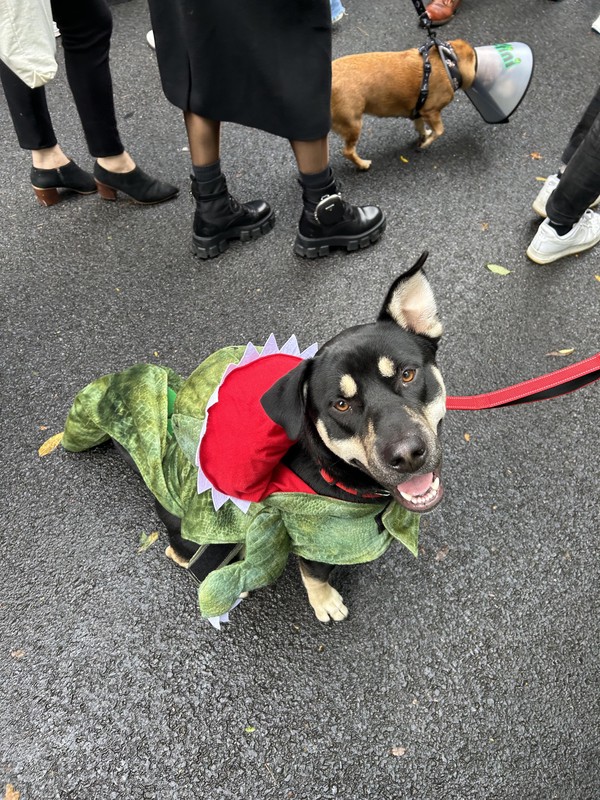 Tompkins Square Park Dog Parade Oct 2023
