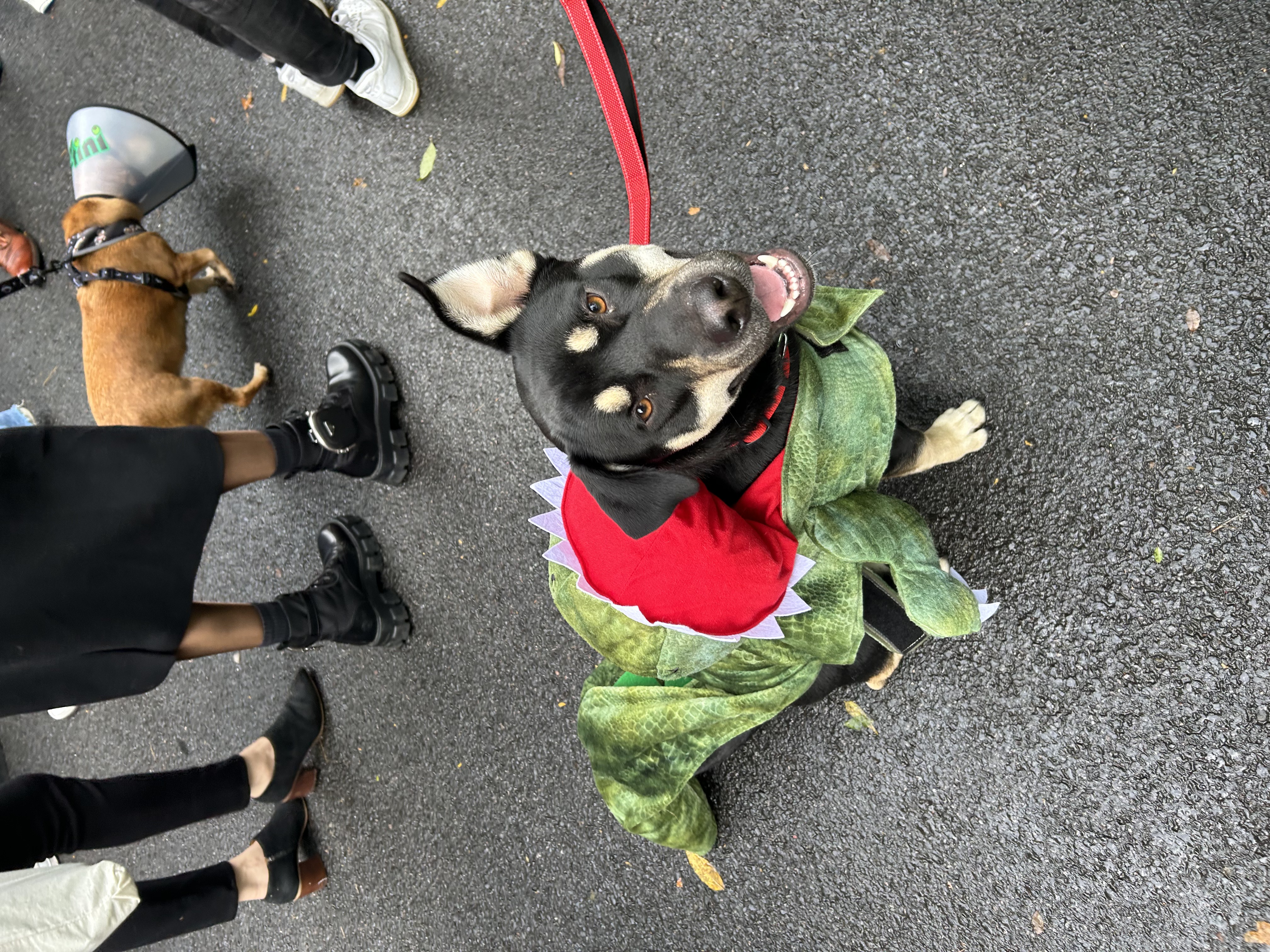 Tompkins Square Park Dog Parade Oct 2023