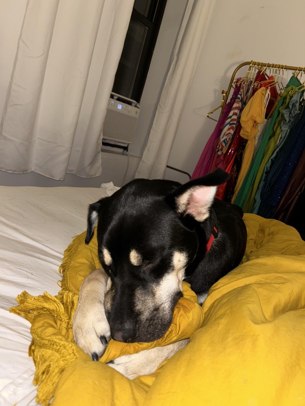 Sleep Chewing Nov 2023